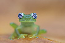Limon Giant Glass Frog (Centrolenella ilex), Costa Rica