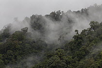 Old growth rainforest with heavy clouds, Orosi River, Tapanti National Park, Costa Rica