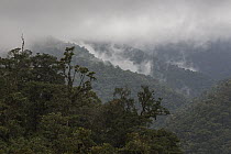 Old growth rainforest with heavy clouds, Orosi River, Tapanti National Park, Costa Rica