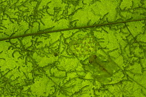 Reticulated Glass Frog (Hyalinobatrachium valerioi) male camouflaged on leaf guarding egg clutch, Costa Rica