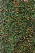 Hairy Stereum (Stereum hirsutum) mushrooms growing on dead oak tree, Germany
