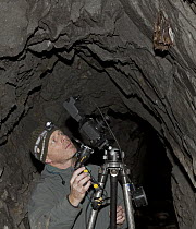 Ingo Arndt at work taking pictures of hibernating bats in cave, Geramny, picture taken by Rolf Klenk