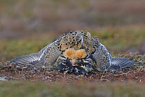 Ruff (Philomachus pugnax) male displaying at lek, Varanger Peninsula, Norway