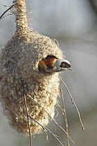 Eurasian Penduline-Tit (Remiz pendulinus) male looking out of nest, Biebrza National Park, Poland