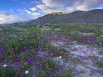 Desert Sand Verbena (Abronia villosa) flowering, Coyote Peak, Anza-Borrego Desert, California