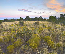Shrubland, Apishapa State Wildlife Area, Colorado