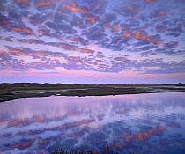 Wetland at sunrise, Elkhorn Slough, California