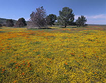 California Poppy (Eschscholzia californica) and Eriophyllum (Eriophyllum sp) flowers in field, Antelope Valley, California