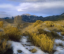 Sagewort (Artemisia sp) on sand dune with snow, Great Sand Dunes National Monument, Colorado