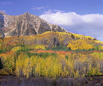 Quaking Aspen (Populus tremuloides) forest in autumn, Marcellina Mountain, Raggeds Wilderness, Colorado