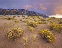 Sagewort (Artemisia sp) on sand dune, Sangre de Cristo Mountains, Great Sand Dunes National Monument, Colorado
