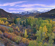 Quaking Aspen (Populus tremuloides) forest in autumn, Snowmass Mountain near Quaking Aspen, Colorado