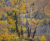 Quaking Aspen (Populus tremuloides) in autumn, White River National Forest, Colorado