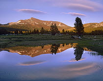 Mount Dana reflected in pond, Yosemite National Park, California