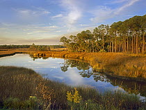 Lake near Apalachicola, Florida
