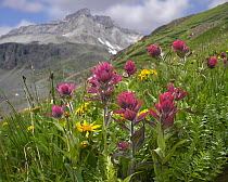 Paintbrush (Castilleja sp) flowers, Yankee Boy Basin, Colorado