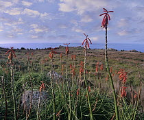 Torch Lily (Kniphofia sp) flowers, Salt Point State Park, California