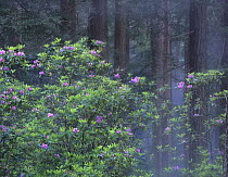 Rhododendron (Rhododendron sp) flowering in Coast Redwood (Sequoia sempervirens) forest, Redwood National Park, California