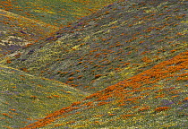 Wildflowers, Tehachapi Hills near Gorman, California