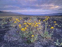 Desert Sunflower (Geraea canescens) flowers, Death Valley National Park, California