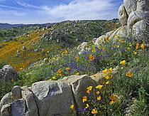 California Poppy (Eschscholzia californica) flowers in rocky grassland, Canyon Hills, Santa Ana Mountains, California