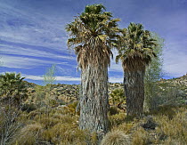 California Fan Palm (Washingtonia filifera) pair in oasis, Cottonwood Spring, Joshua Tree National Park, California