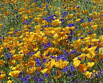 California Poppy (Eschscholzia californica) and Desert Bluebell (Phacelia campanularia) flowers, Canyon Hills, Santa Ana Mountains, California