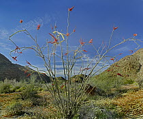 Ocotillo (Fouquieria splendens) flowering, Joshua Tree National Park, California