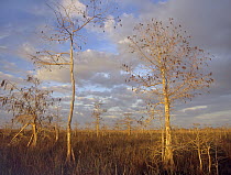 Bald Cypress (Taxodium distichum) trees in everglades, Everglades National Park, Florida
