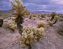 Teddy Bear Cholla (Cylindropuntia bigelovii) cacti, Joshua Tree National Park, California