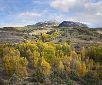 Quaking Aspen (Populus tremuloides) forest and Chair Mountain in autumn, Raggeds Wilderness, Colorado
