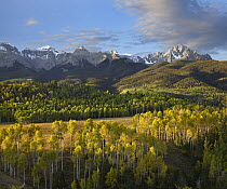 Quaking Aspen (Populus tremuloides) forest and Mount Sneffels, San Juan Mountains, Colorado