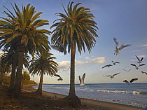 Gull (Larus sp) flock taking flight, Refugio State Beach, California