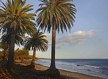 Palm trees along Refugio State Beach, California