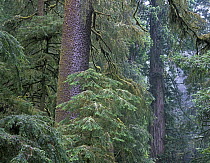 Douglas Fir (Pseudotsuga menziesii) and Coast Redwood (Sequoia sempervirens) trees, Redwood National Park, California
