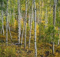 Quaking Aspen (Populus tremuloides) trees, Crested Butte, Colorado