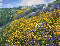 California Poppy (Eschscholzia californica) and Desert Bluebell (Phacelia campanularia) flowers, Canyon Hills, Santa Ana Mountains, California