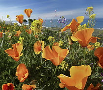 California Poppy (Eschscholzia californica) flowers, Big Sur, California