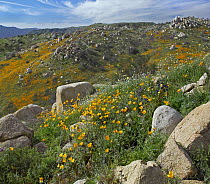 California Poppy (Eschscholzia californica) flowers in rocky grassland, Santa Ana Mountains, California