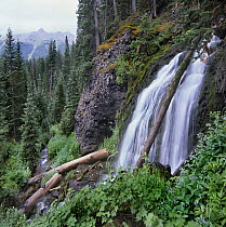 Fall Creek Waterfall in coniferous forest, Colorado