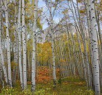 Quaking Aspen (Populus tremuloides) forest, Marcellina Mountain, Raggeds Wilderness, Colorado