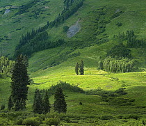 Trees and shrubs, Mount Bellview near Crested Butte, Colorado