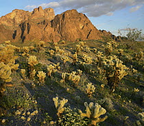 Teddy Bear Cholla (Cylindropuntia bigelovii) cacti in desert, Kofa Mountain, Kofa National Wildlife Refuge, Arizona