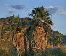 California Fan Palm (Washingtonia filifera) trees, Anza-Borrego Desert, California