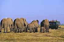African Elephant (Loxodonta africana) herd and tourists, Kenya