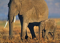 African Elephant (Loxodonta africana) mother and calf, Kenya