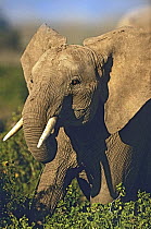 African Elephant (Loxodonta africana) browsing, Kenya