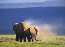 African Elephant (Loxodonta africana) with sub-adult dust bathing, Kenya