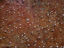 Lesser Flamingo (Phoenicopterus minor) flock flying, Lake Magadi, Kenya