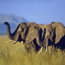 African Elephant (Loxodonta africana) pair smelling the air, Kenya